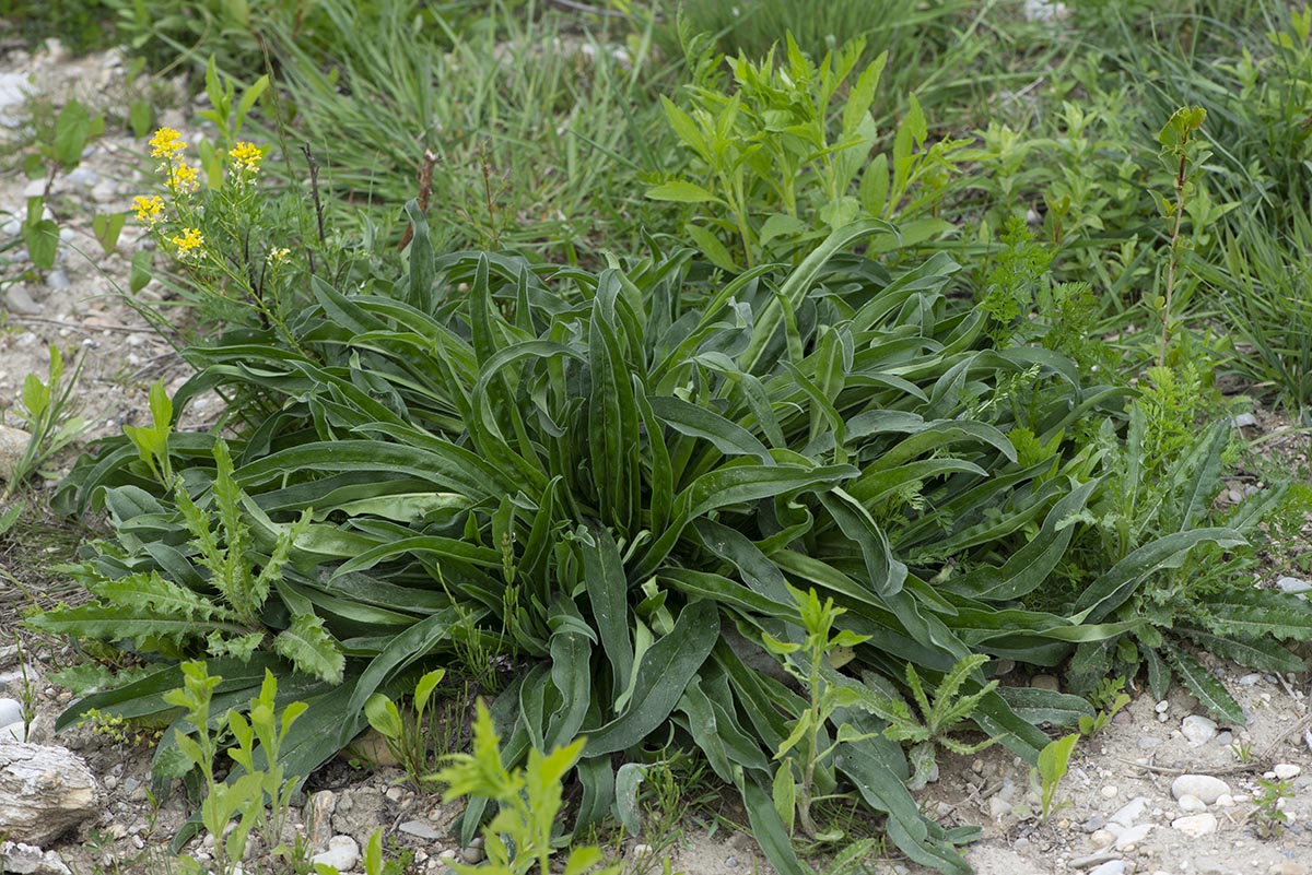 Blattrosette